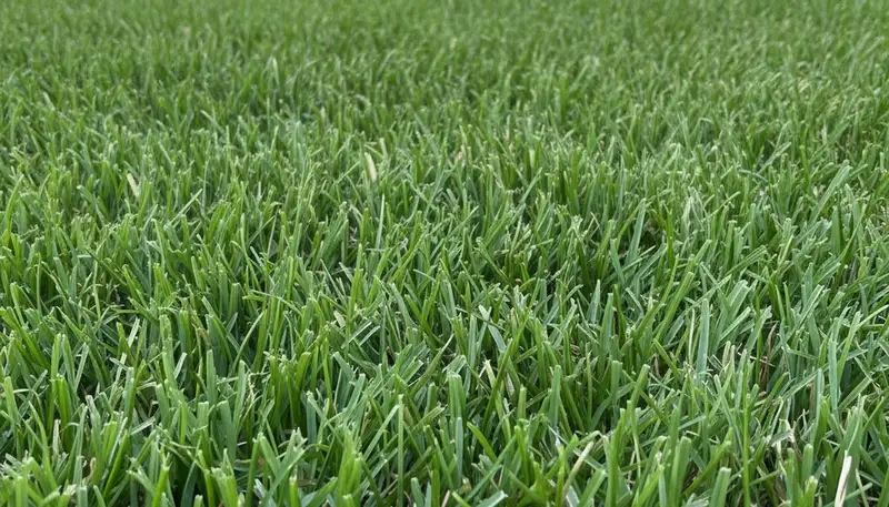 Close-up of freshly cut green grass showing expert lawn mowing quality in Fort Lauderdale, FL