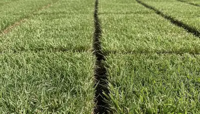 Close-up of seamless sod installation showing tight turf seams in Fort Lauderdale FL by Chop Chop Landscaping