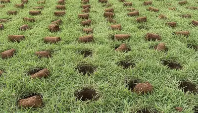 Close-up of lawn aeration soil cores in Fort Lauderdale, FL showing deep plugs from professional service