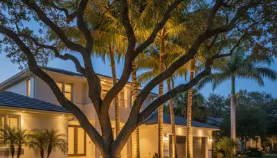 Tree uplighting with professional landscape lighting design in Fort Lauderdale, FL at night